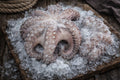 Caracatita 1500 per 2000 gr iqf 6 kg per bax